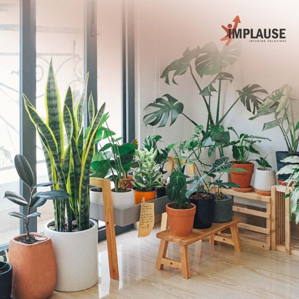 Indoor Plants